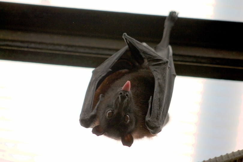 A single bat hanging from steel rafters