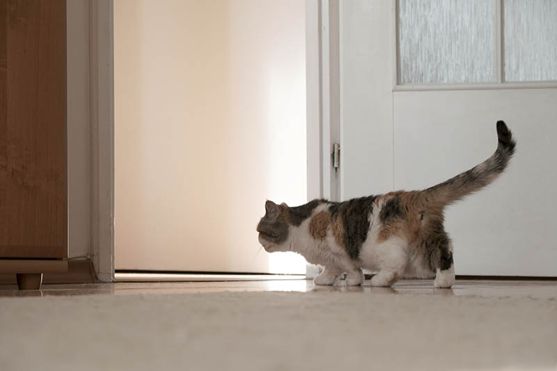 Một con mèo nhỏ đang đi dạo quanh một căn hộ mới trống