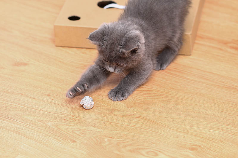 A small gray kitten plays with foil and a ball. Cat toys