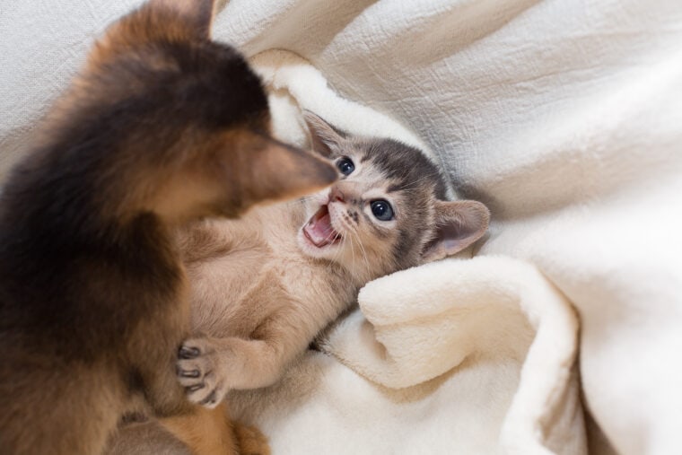 6 Vet-Approved Reasons Why Your Cat Had Only One Kitten: Feline Labor