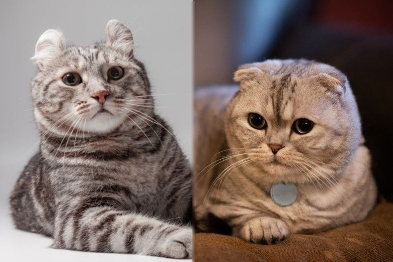 American Curl vs Scottish Fold mix breed