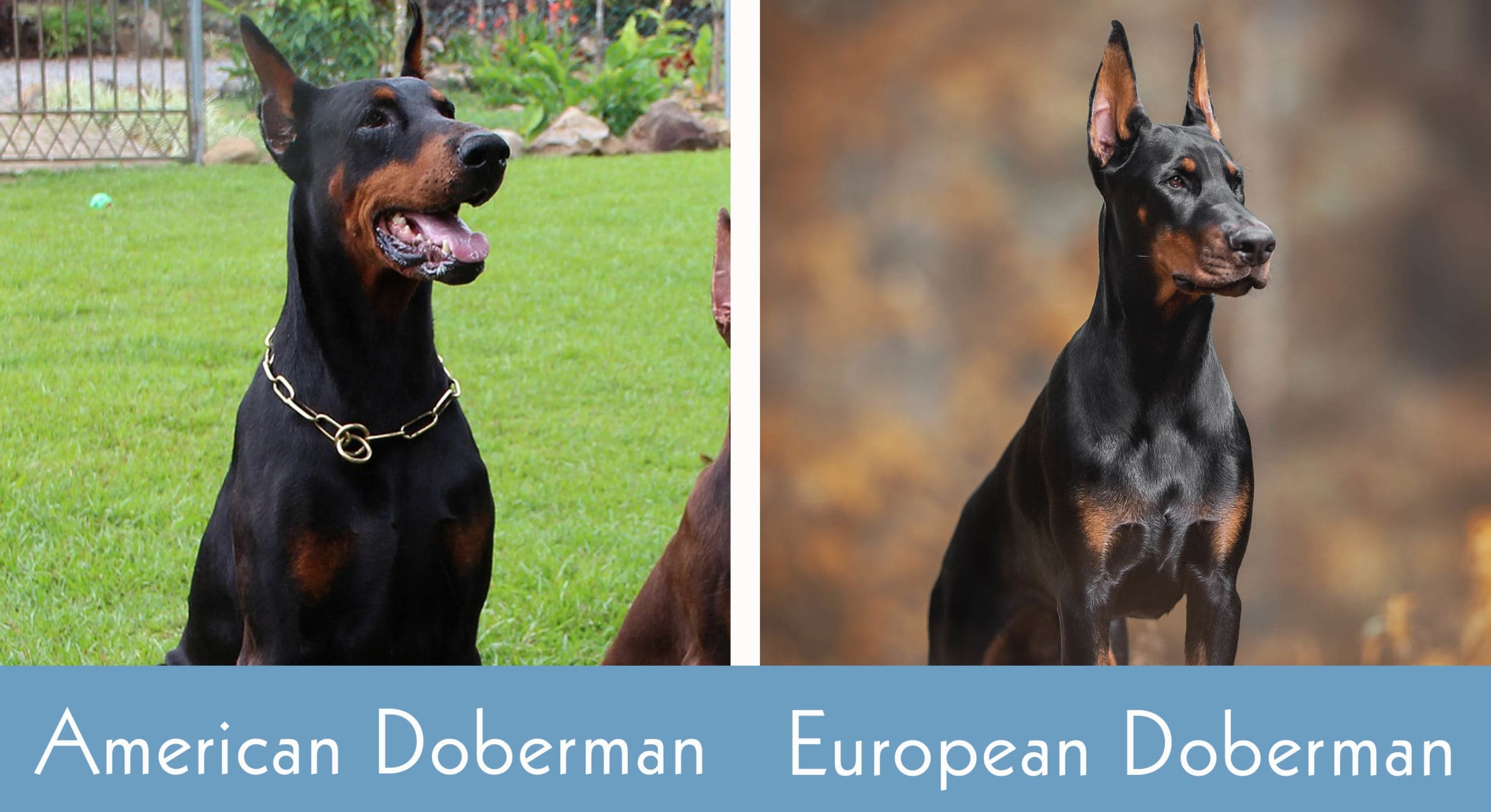 what is a european doberman