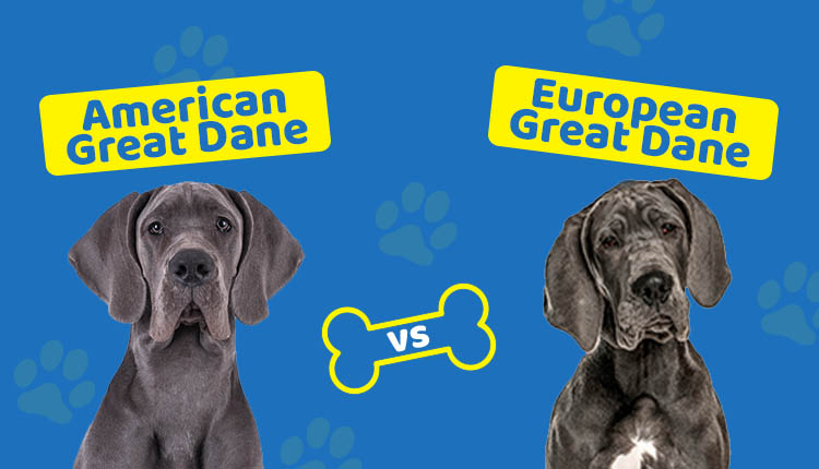 American Great Dane vs European Great Dane