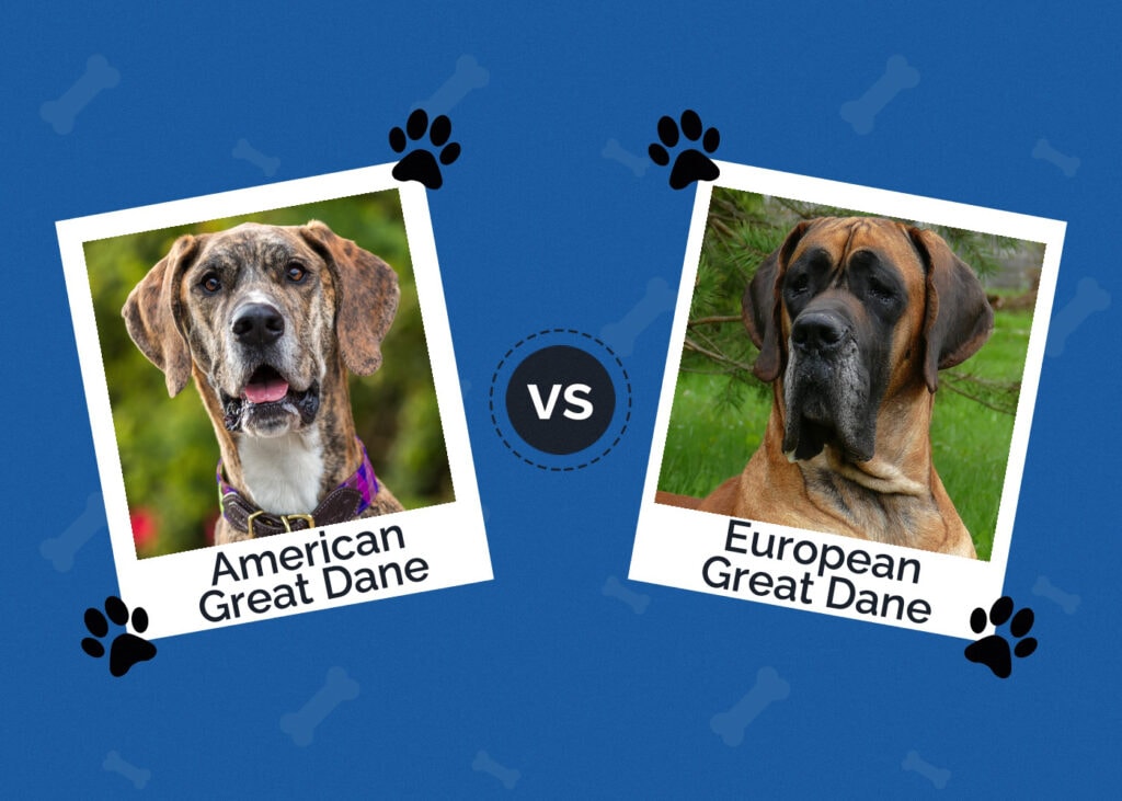American vs European Great Dane