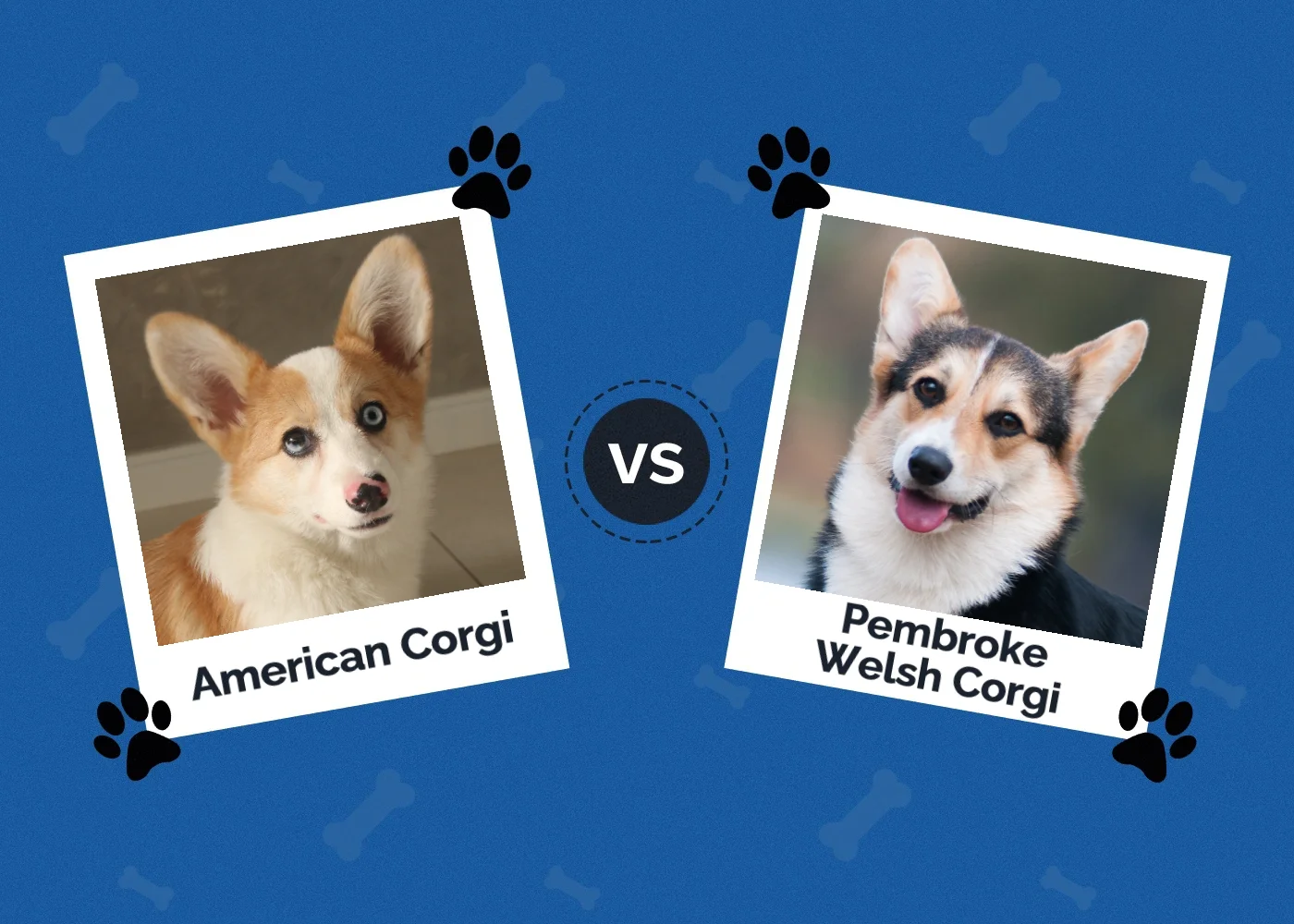 American vs Pembroke Welsh Corgi - Featured Image
