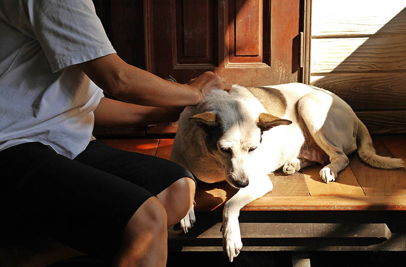 An owner checks her dog for ticks. Take care of dog