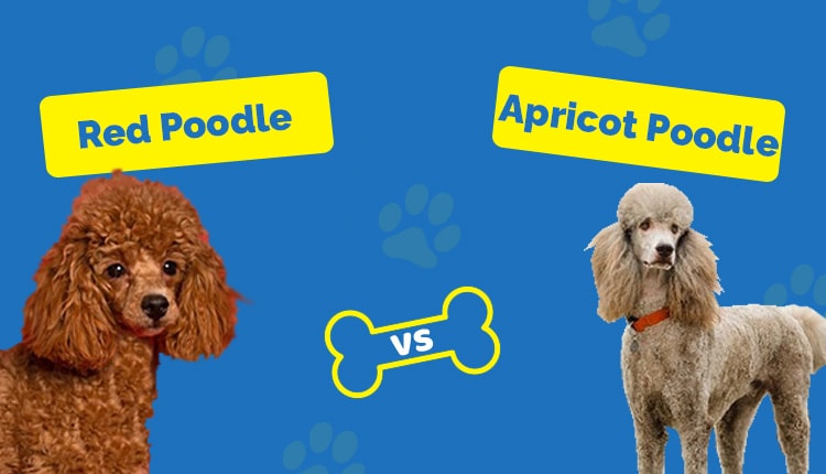 Apricot vs Red poodle