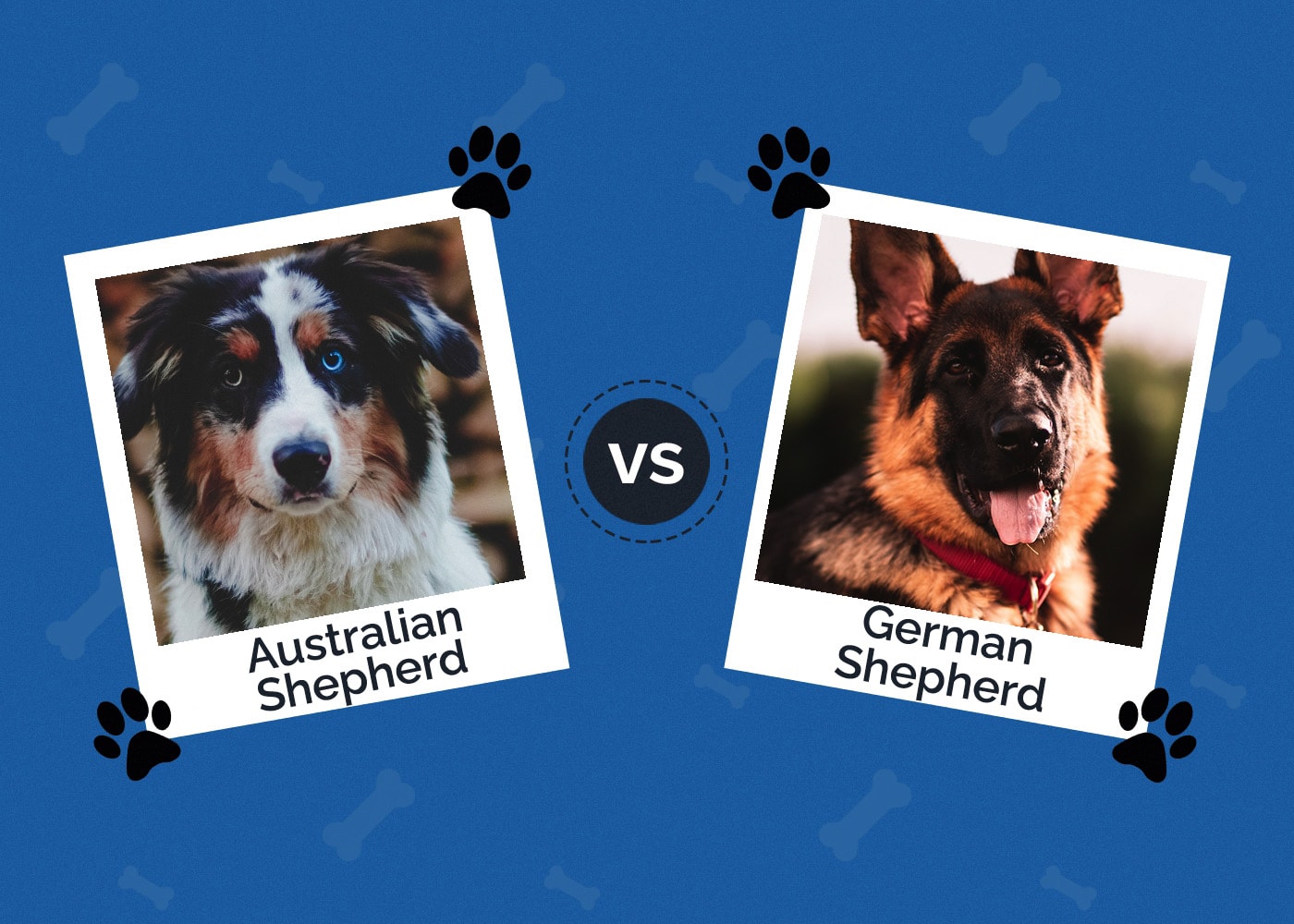 Australian Shepherd vs German Shepherd