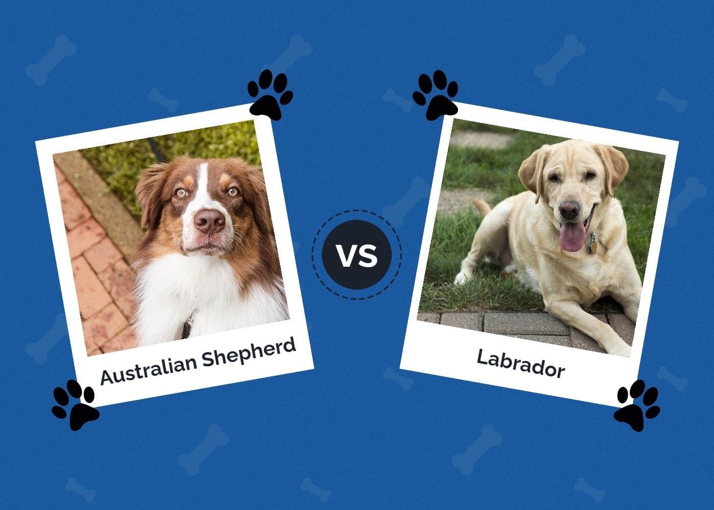 Australian Shepherd vs Labrador