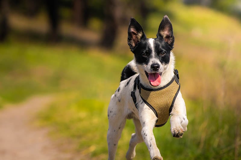 Basenji Dog runs in a green field with open mouth and jumping