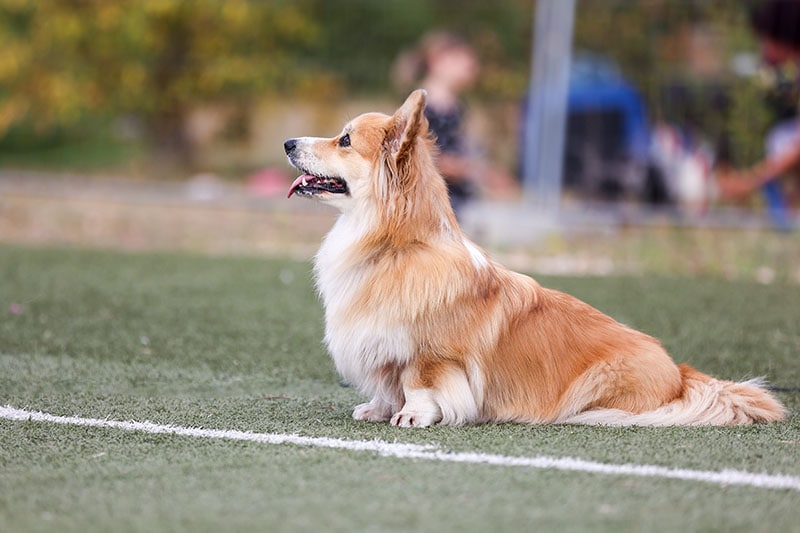 Beautiful sable white long haired Pembroke Welsh Corgi