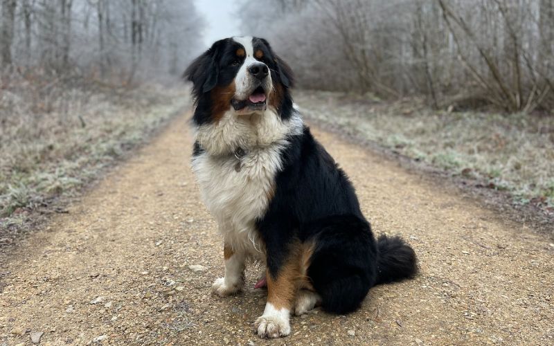 Bernese Mountain Dog outdoors