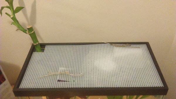Betta Fish DIY Tank Lid