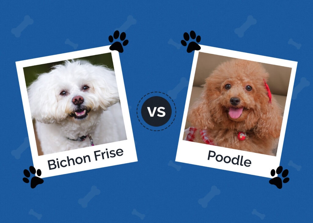 Bichon Frise vs Poodle