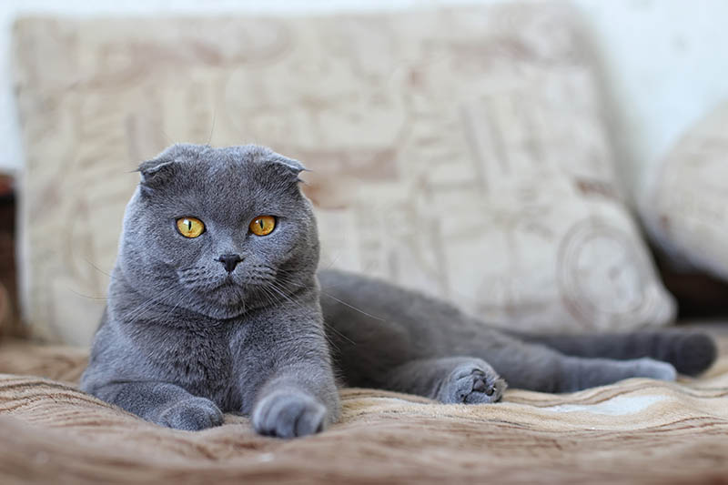 Blue Scottish fold on sofa