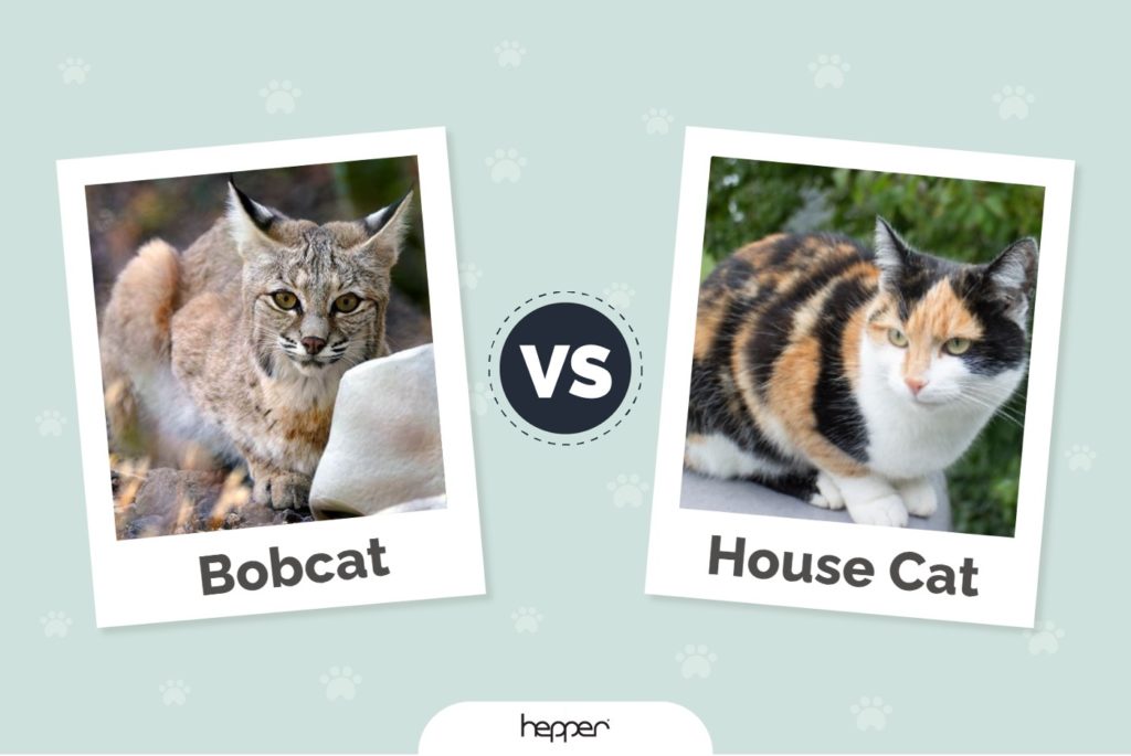 Bobcat vs House Cat - Key Diferrences (With Pictures) | Hepper