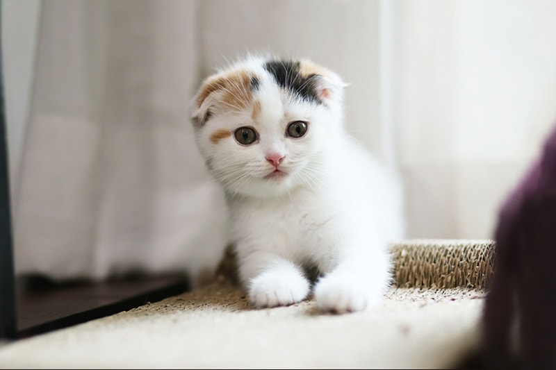 Calico Scottish Fold kitten