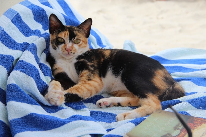 Calico cat lying down on a beach towel