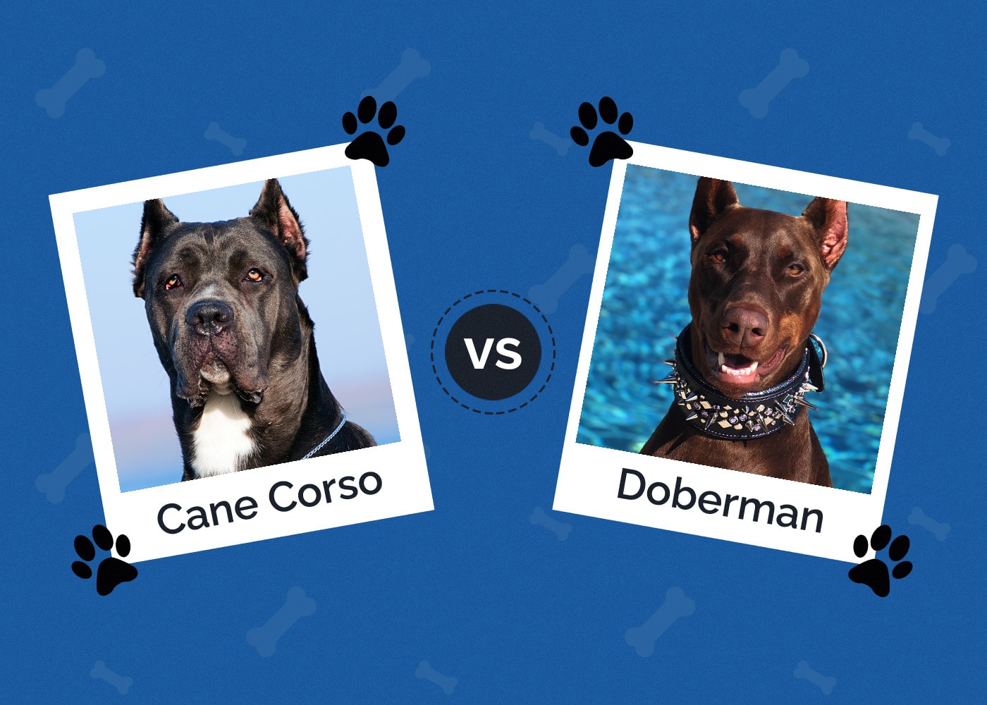 Cane Corso vs Doberman