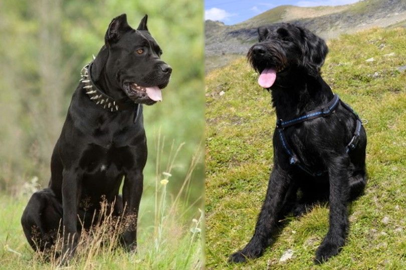 Cane Corso vs Giant Schnauzer breed