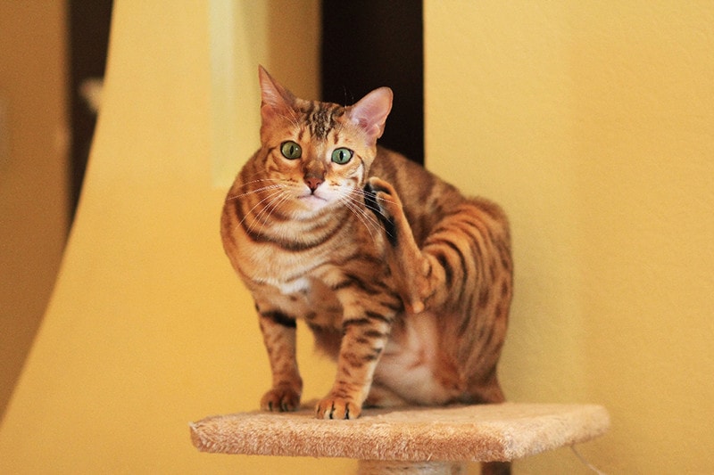 mèo cào