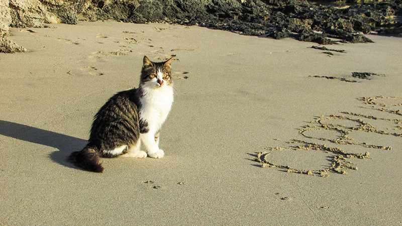 bãi biển mèo