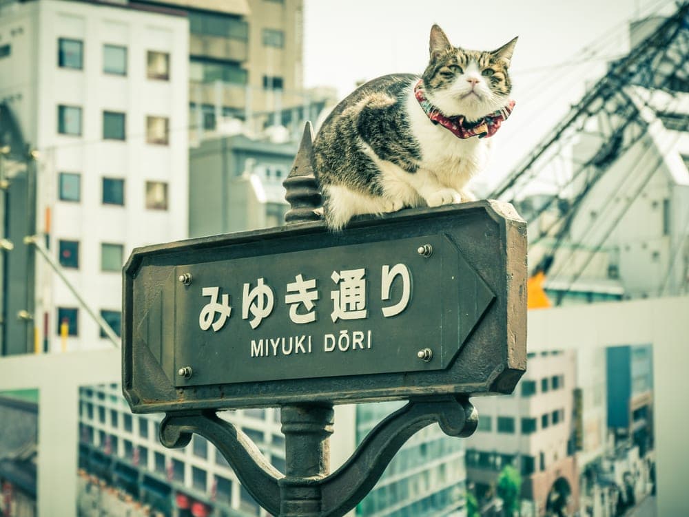 Mèo ở Nhật Bản