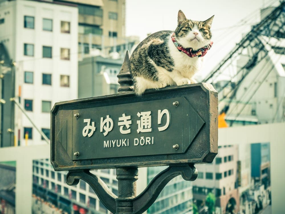 Cat in Japan