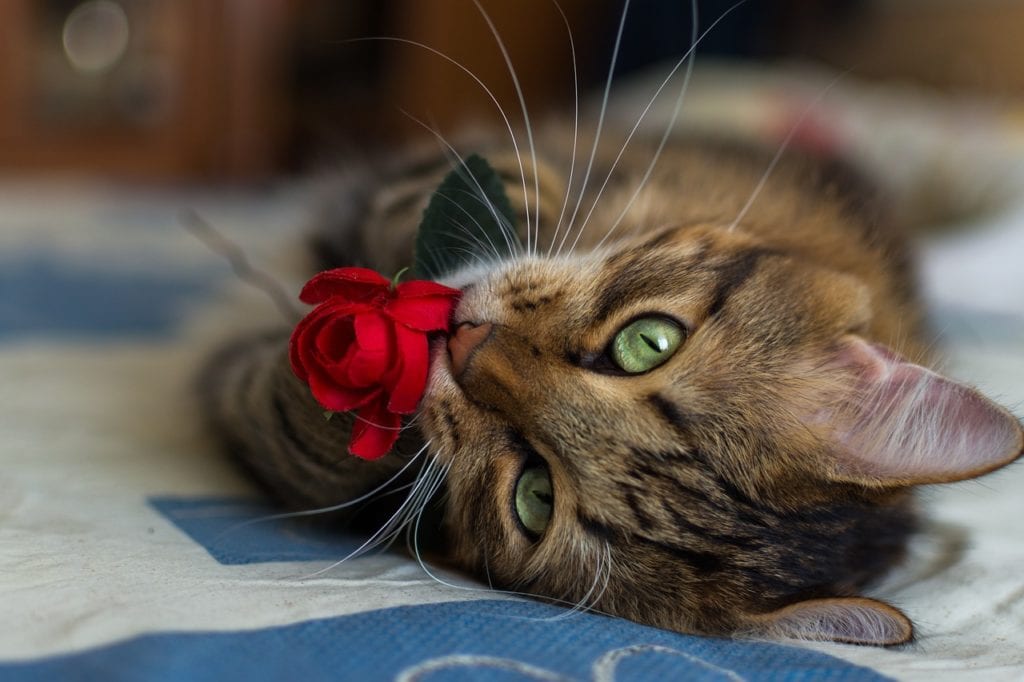 hoa hồng mèo