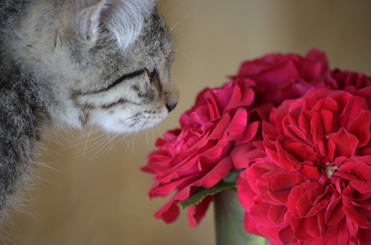 Cat smelling rose