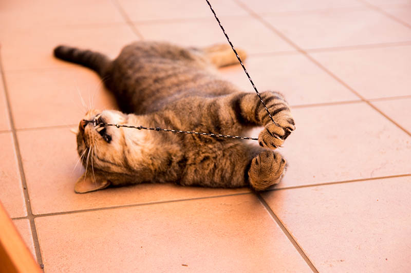 mèo chơi dây