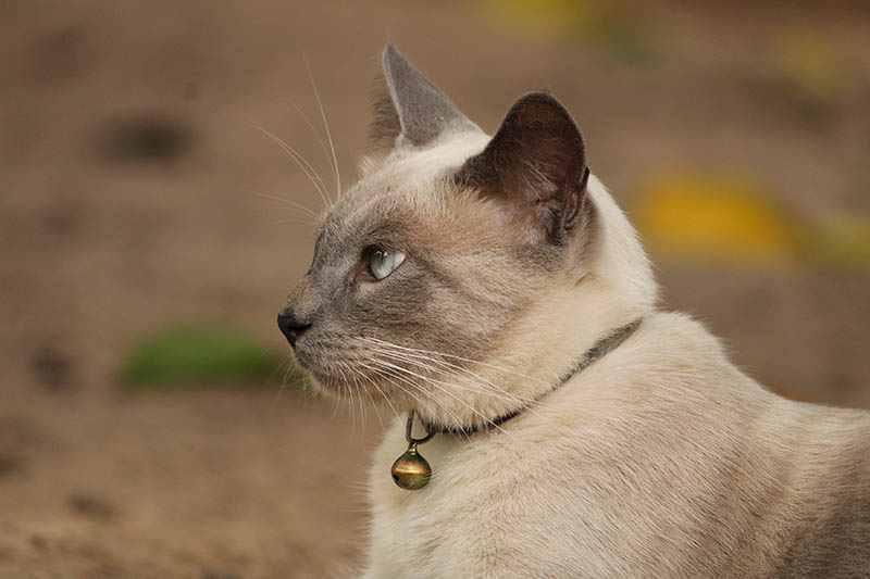Cat with bell collar