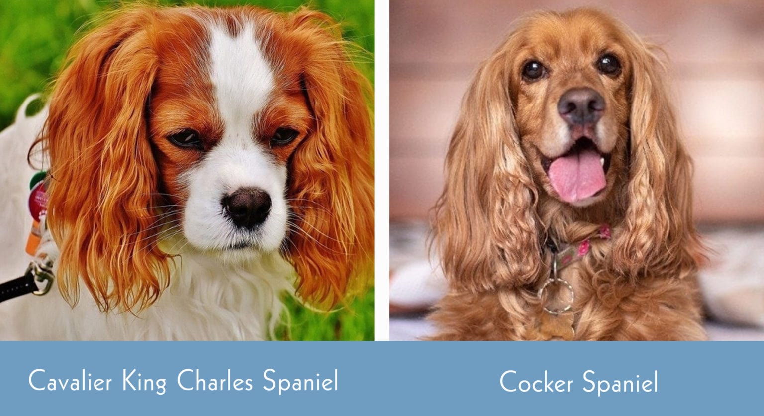 Cavalier King Charles Spaniel Vs Cocker Spaniel The Key Differences cavalier-king-charles-spaniel-vs-cocker-spaniel-the-key-differences