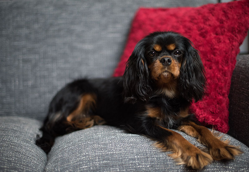 Cavalier King Charles Spaniel, black and tan