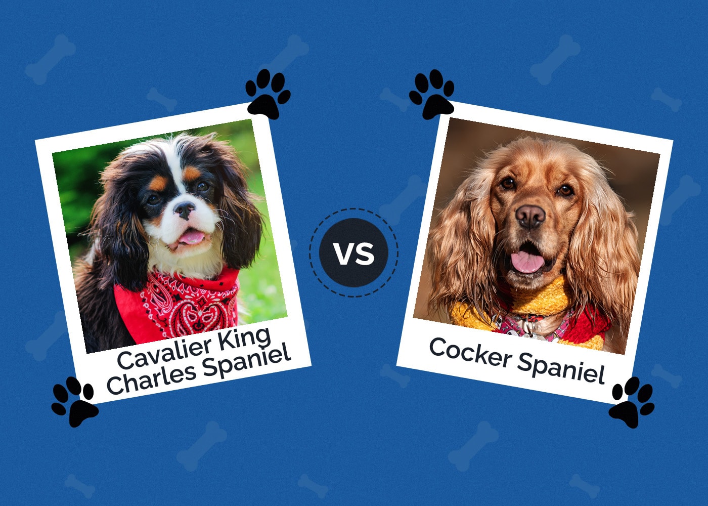 Cavalier King Charles Spaniel vs Cocker Spaniel