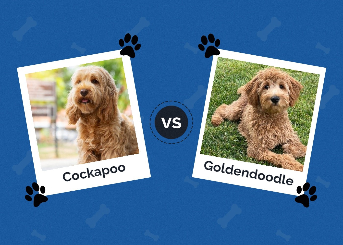 Cockapoo vs Goldendoodle