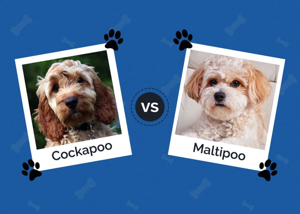 Cockapoo vs Maltipoo