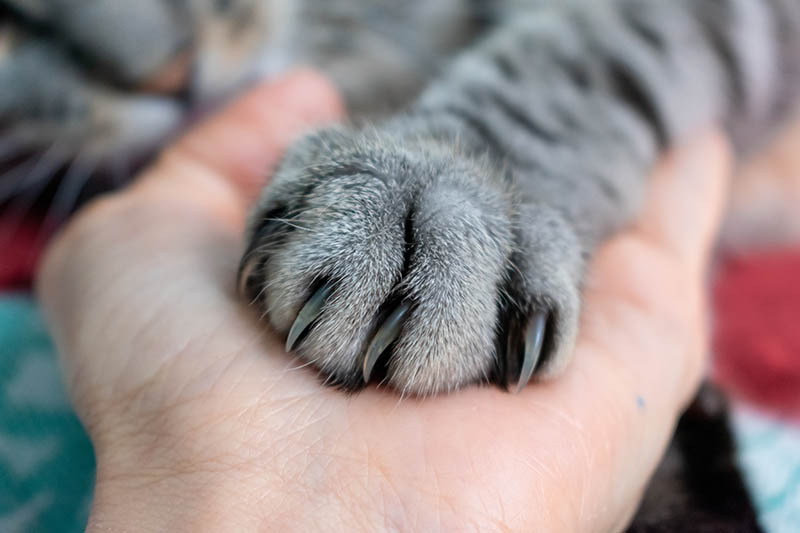 Cute fluffy cat paw on hand