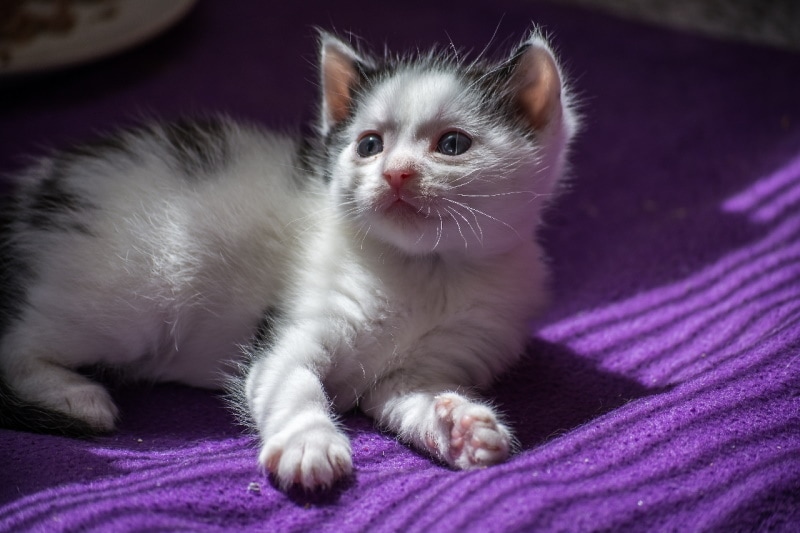 Mèo con munchkin dễ thương trên giường màu tím