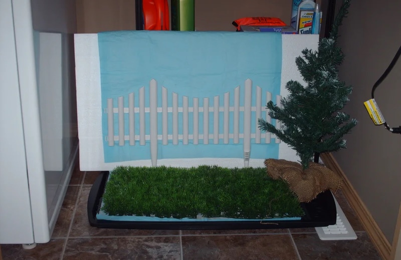 Diy dog patio online potty