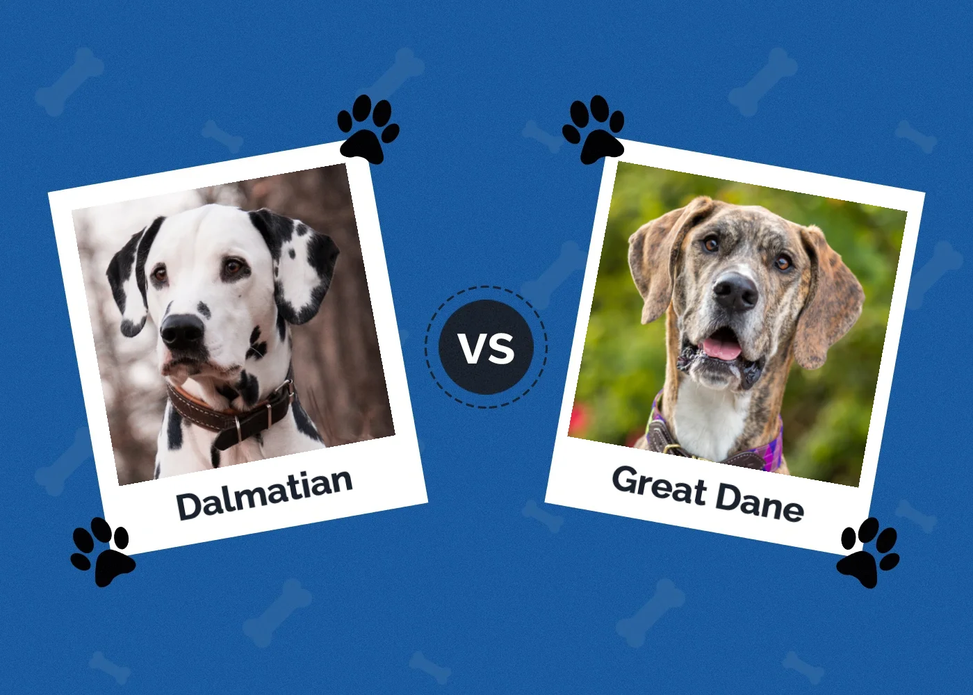 Dalmatian vs Great Dane - Featured Image