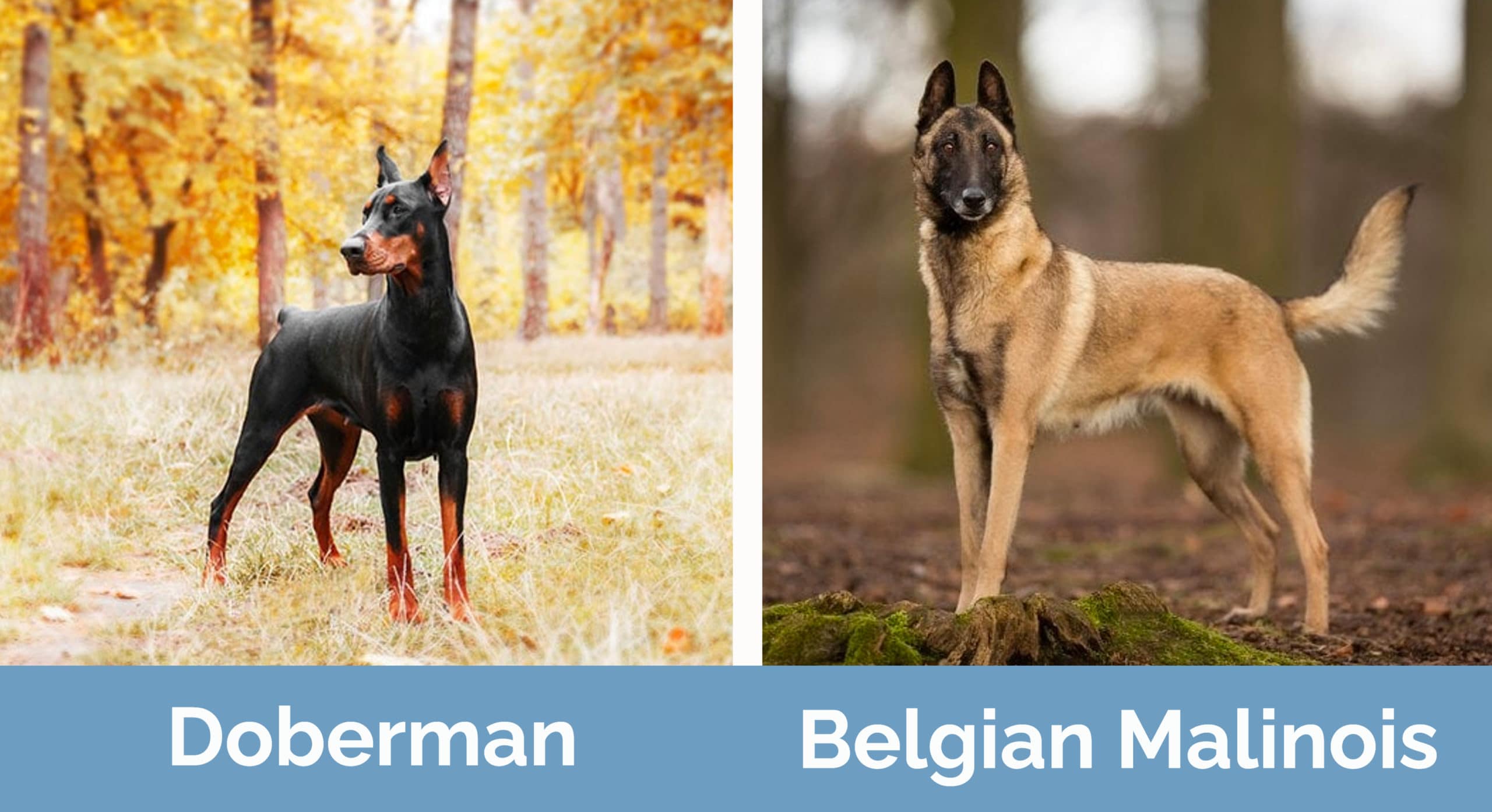 Doberman & Belgian Malinois side by side
