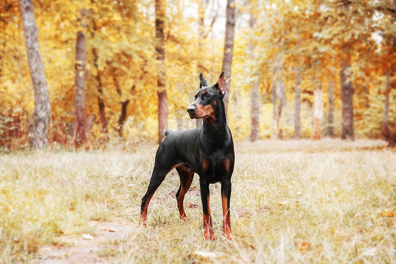 Doberman Pinscher on the background of autumn trees