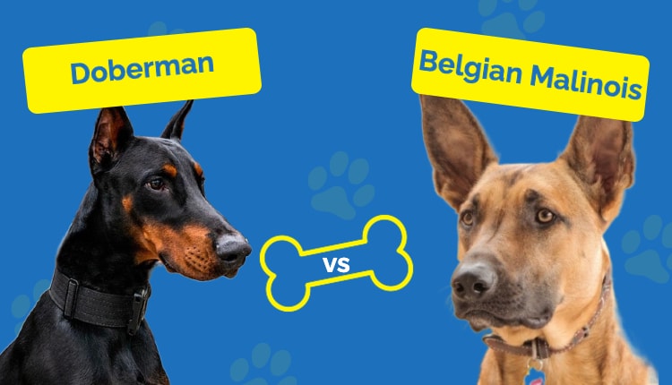 Doberman VS Belgian Malinois