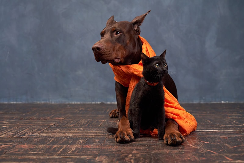 Doberman màu nâu tai đứng ngồi cạnh mèo đen