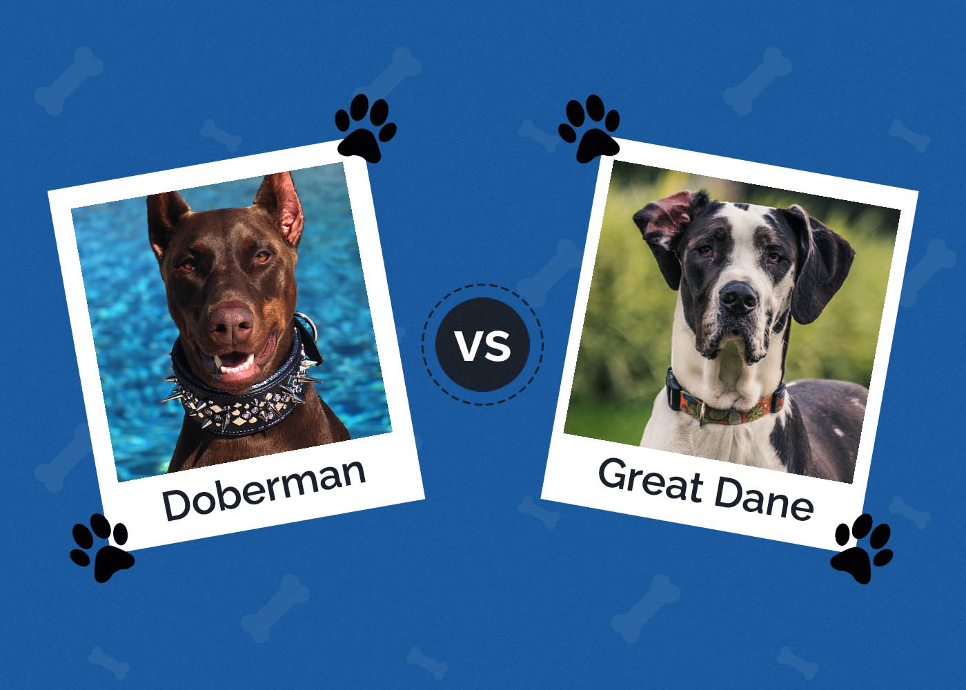 Doberman vs Great Dane