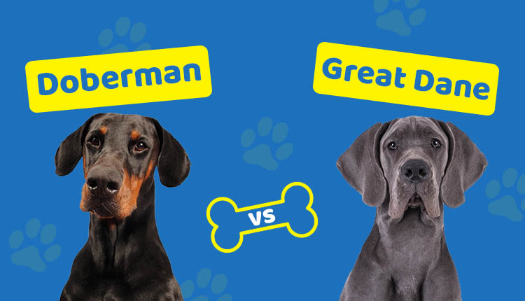 Doberman vs Great Dane