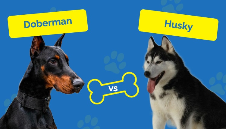 Doberman vs husky
