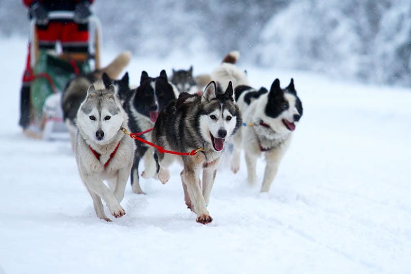 Dog Sledding