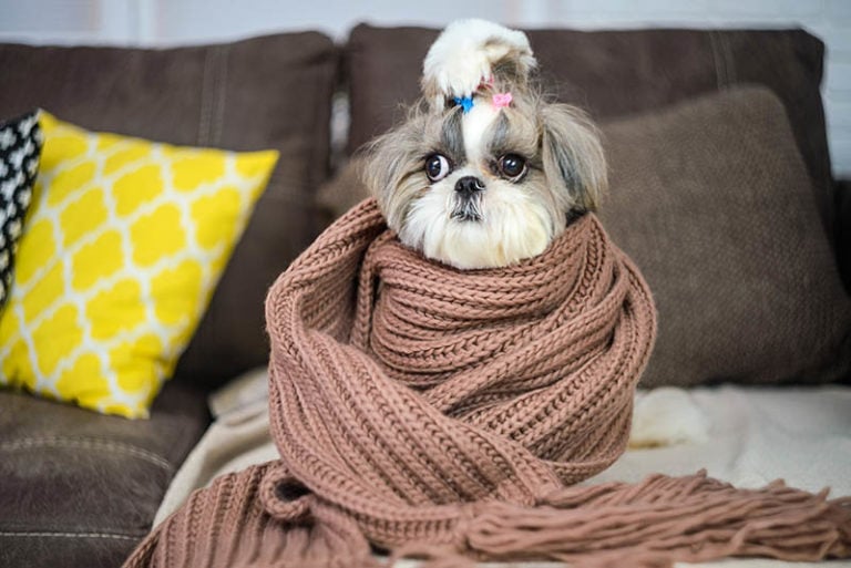 Why Is My Shih Tzu Shaking? 11 Reasons & Solutions (Vet Answer) Hepper